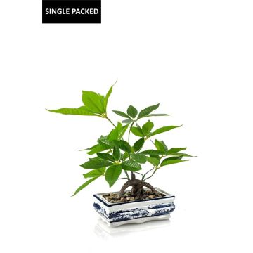 Umělý bonsai štěstí IVANO v keramické misce se vzorem, zelený, 40 cm Umělý bonsai štěstí IVANO v keramické misce se vzorem, zelený, 40 cm