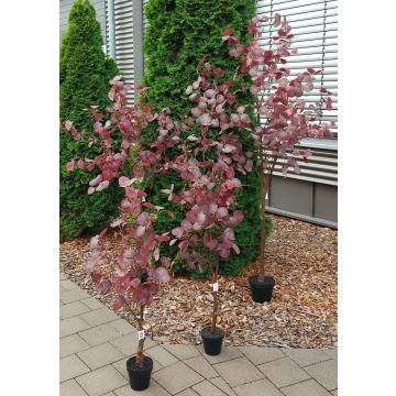 Dekorativní strom eukalyptus WISCHERA, ovoce, umělý kmen, dekorativní květináč, vínově šedá, 150cm