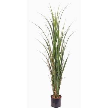 Umělá tráva cukrová třtina SITHAMI, křížová dvířka, zelená, 115cm