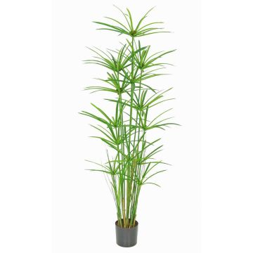 Dekorativní tráva kyperská tráva LEITHA, zelená, 150cm Dekorativní tráva kyperská tráva LEITHA, zelená, 150cm
