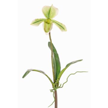 Umělá orchidej Paphiopedilum VELANA, tyčinka, zelenobílá, 40cm Umělá orchidej Paphiopedilum VELANA, tyčinka, zelenobílá, 40cm