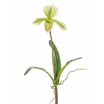 Uměl&aacute; orchidej Paphiopedilum VELANA, tyčinka, zelenob&iacute;l&aacute;, 40cm