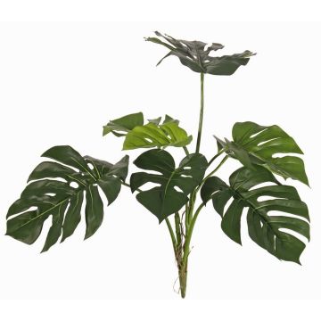 Dekorativní filodendron Monstera Deliciosa CHANIA, křížový, kůl, 75cm Dekorativní filodendron Monstera Deliciosa CHANIA, křížový, kůl, 75cm