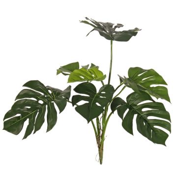 Dekorativní filodendron Monstera Deliciosa CHANIA, křížový, kůl, 75cm Dekorativní filodendron Monstera Deliciosa CHANIA, křížový, kůl, 75cm