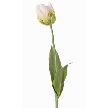 Umělá květina papoušek tulipán UAKARI, bílo-zelená, 65cm, Ø6cm Umělá květina papoušek tulipán UAKARI, bílo-zelená, 65cm, Ø6cm