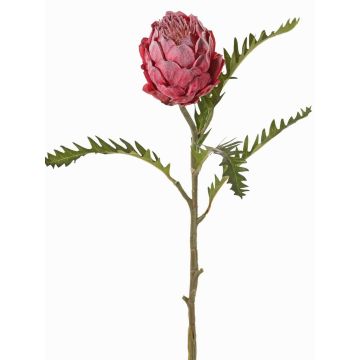 Pravá protea BREGANSA, starofuchsiová, 65cm, Ø7cm Pravá protea BREGANSA, starofuchsiová, 65cm, Ø7cm