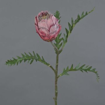 Pravá protea BREGANSA, tmavě růžová, 65cm, Ø8cm Pravá protea BREGANSA, tmavě růžová, 65cm, Ø8cm