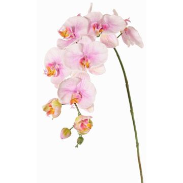 Dekorativní větvička orchideje Phalaenopsis WESA, růžovo-bílá, 100cm Dekorativní větvička orchideje Phalaenopsis WESA, růžovo-bílá, 100cm