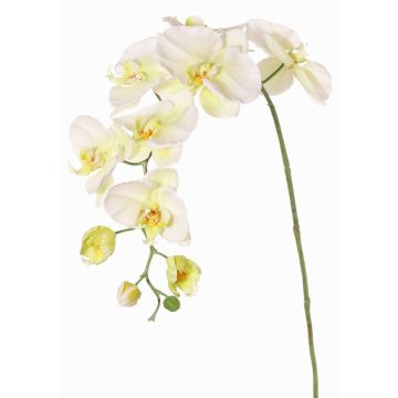Dekorativní větev orchideje Phalaenopsis WESA, bílo-zelená, 100cm Dekorativní větev orchideje Phalaenopsis WESA, bílo-zelená, 100cm