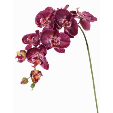 Dekorativní větev orchideje Phalaenopsis WESA, tmavě fialovo-bílá, 100cm Dekorativní větev orchideje Phalaenopsis WESA, tmavě fialovo-bílá, 100cm
