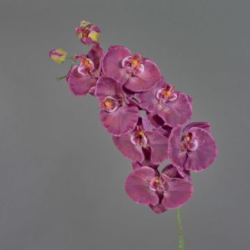Dekorativn&iacute; větev orchideje Phalaenopsis WESA, tmavě fialovo-b&iacute;l&aacute;, 100cm