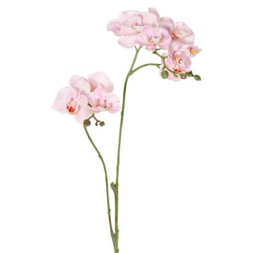 Umělá větev orchideje Phalaenopsis VILLANI, růžovobílá, 65cm Umělá větev orchideje Phalaenopsis VILLANI, růžovobílá, 65cm