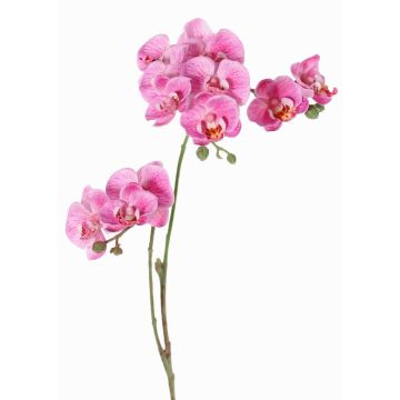 Umělá větev orchideje Phalaenopsis VILLANI, růžovo-růžová, růžovo-fuchsiová, 60cm, Ø3,5-5cm Umělá větev orchideje Phalaenopsis VILLANI, růžovo-růžová, růžovo-fuchsiová, 60cm, Ø3,5-5cm