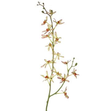 Umělá větev orchideje Cattleya TRASSA, světle zeleno-červená, 80cm, Ø4-8cm Umělá větev orchideje Cattleya TRASSA, světle zeleno-červená, 80cm, Ø4-8cm