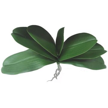 Umělé listy orchideje Phalaenopsis PRIMALA, vzdušný kořen, 21x29cm Umělé listy orchideje Phalaenopsis PRIMALA, vzdušný kořen, 21x29cm