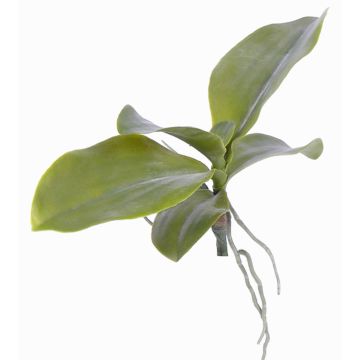 Umělé listy orchideje phalaenopsis PRIMUS, vzdušné kořeny, 19x34cm Umělé listy orchideje phalaenopsis PRIMUS, vzdušné kořeny, 19x34cm