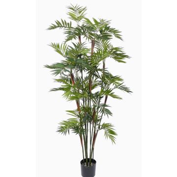 Umělá palma chamaedorea NAYELI, 200cm Umělá palma chamaedorea NAYELI, 200cm