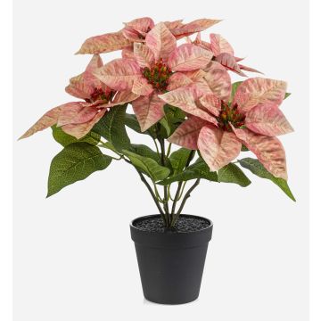 Umělá poinsettie GRULEN v dekorativním květináči, broskvová, 40cm