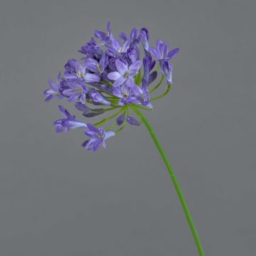 Umělá květina Agapanthus PHILINA, fialová, 75cm, Ø14cm Umělá květina Agapanthus PHILINA, fialová, 75cm, Ø14cm