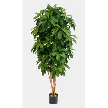 Umělá Schefflera MADDISON, přírodní kmeny, nehořlavá, zelená, 170cm Umělá Schefflera MADDISON, přírodní kmeny, nehořlavá, zelená, 170cm