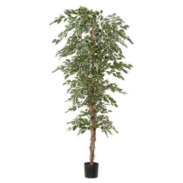 Umělá rostlina Ficus Benjamini ALEKSA, pravý stonek, zelenobílá, 240cm