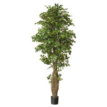 Umělá rostlina Ficus Benjamini ALMINKA, přírodní stonek, zelená, 330cm Umělá rostlina Ficus Benjamini ALMINKA, přírodní stonek, zelená, 330cm