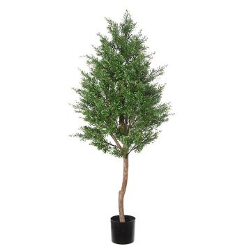 Dekorativní strom Crossostephium BELENA, přírodní kmen, zelený, 150cm Dekorativní strom Crossostephium BELENA, přírodní kmen, zelený, 150cm