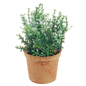 Dekorativní rostlina tymián SUNNIVA s květy, dekorativní květináč, zelenobílá, 13cm Dekorativní rostlina tymián SUNNIVA s květy, dekorativní květináč, zelenobílá, 13cm