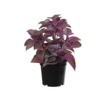 Plastová rostlina máta TSUKI, fialovo-vínová, fialovo-burgundská, 24cm Plastová rostlina máta TSUKI, fialovo-vínová, fialovo-burgundská, 24cm