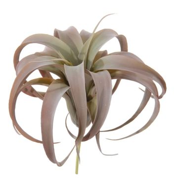 Dekorativní rostlina Tillandsia Xerographica KASTIEL, tyč, hnědozelená, 23cm
