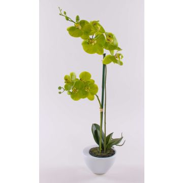 Art Phalaenopsis orchidej AURELIA v keramickém květináči, zelená, 55cm Art Phalaenopsis orchidej AURELIA v keramickém květináči, zelená, 55cm