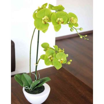 Art Phalaenopsis orchidej AURELIA v keramickém květináči, zelená, 55cm