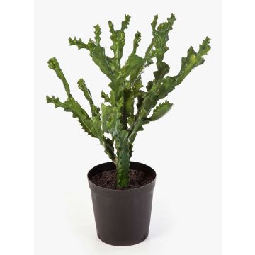 Umělá euphorbia TIKO, zelená, 75cm