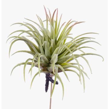 Uměl&aacute; tillandsia rubra PENNY, se z&aacute;pichem, zeleno-červen&aacute;, 12cm, &Oslash;10cm