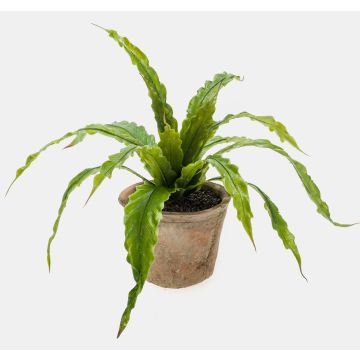 Umělá rostlina sleziník ptačí hnízdo FRANNY v terakotovém květináči, zelená, 30cm, Ø30cm