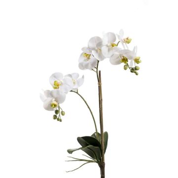 Umělá orchidej phalaenopsis CANDIDA na zápichu, bílá, 65cm Umělá orchidej phalaenopsis CANDIDA na zápichu, bílá, 65cm