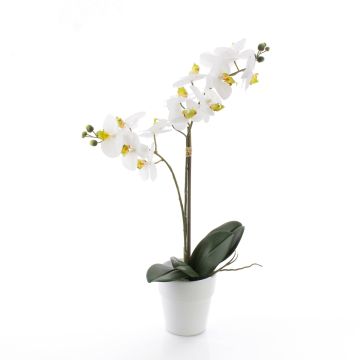 Umělá orchidej phalaenopsis CANDIDA v keramickém květináči, bílá, 65cm Umělá orchidej phalaenopsis CANDIDA v keramickém květináči, bílá, 65cm