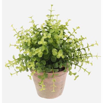 Umělý eukalyptus LUCANO v terakotovém květináči, zelená, 20cm, Ø20cm
