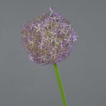 Umělé allium SAMARA, fialová, 75cm, Ø12cm Umělé allium SAMARA, fialová, 75cm, Ø12cm