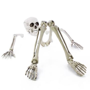 Halloween části kostry ADALBERT s 5 zemními bodci, 19cm, 45cm, 66cm