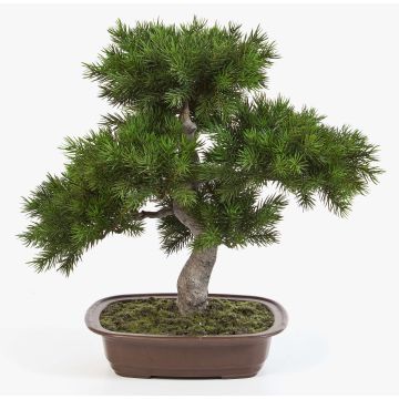 Umělý bonsai pínie SELENA, v bonsajové míse, 50cm Umělý bonsai pínie SELENA, v bonsajové míse, 50cm