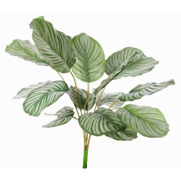 Umělá calathea orbifolia ZAIDA na zápichu, zelená, 75cm Umělá calathea orbifolia ZAIDA na zápichu, zelená, 75cm