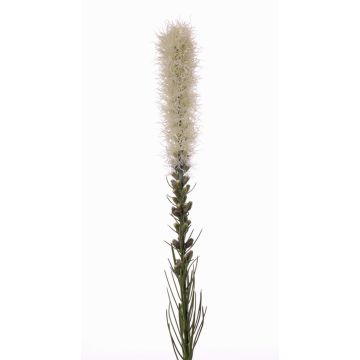 Umělá rostlina šuškarda MITSA, krémová, 80cm, Ø6cm