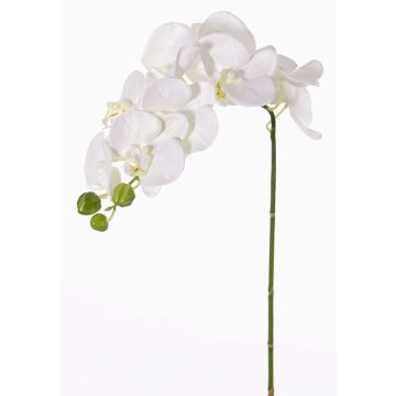 Umělá větev orchideje phalaenopsis GALINA, krémová, bílá, 60cm, Ø6-8cm Umělá větev orchideje phalaenopsis GALINA, krémová, bílá, 60cm, Ø6-8cm