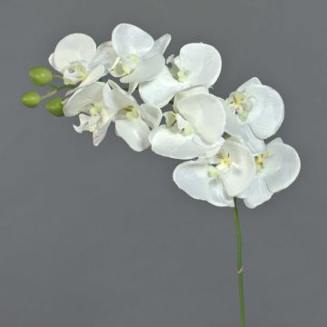 Umělá větev orchideje phalaenopsis GALINA, krémová, 45cm Umělá větev orchideje phalaenopsis GALINA, krémová, 45cm