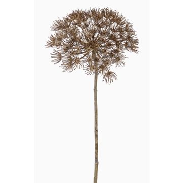 Umělý bolševník ANSARI, hnědá, 80cm, Ø22cm Umělý bolševník ANSARI, hnědá, 80cm, Ø22cm