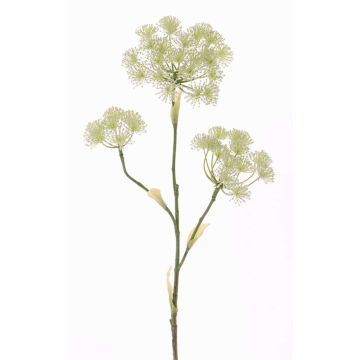 Umělá květina bolševník ABDEROS, krémová, 105cm, Ø12-20cm Umělá květina bolševník ABDEROS, krémová, 105cm, Ø12-20cm