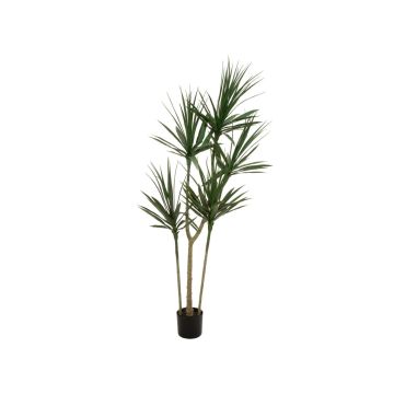 Umělá dracaena marginata REBEKKAH, umělé kmeny, zelená, 170 cm