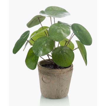 Uměl&aacute; pilea SYBIL v terakotov&eacute;m květin&aacute;či, zelen&aacute;, 20cm
