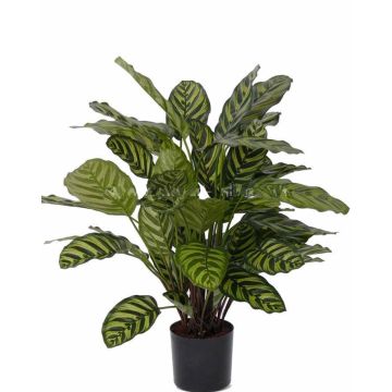 Umělá Calathea Makoyana GODE, zelenožlutá, 65 cm Umělá Calathea Makoyana GODE, zelenožlutá, 65 cm